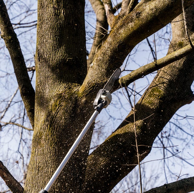 Choosing the Right Pole Saw Length for Tree Trimming