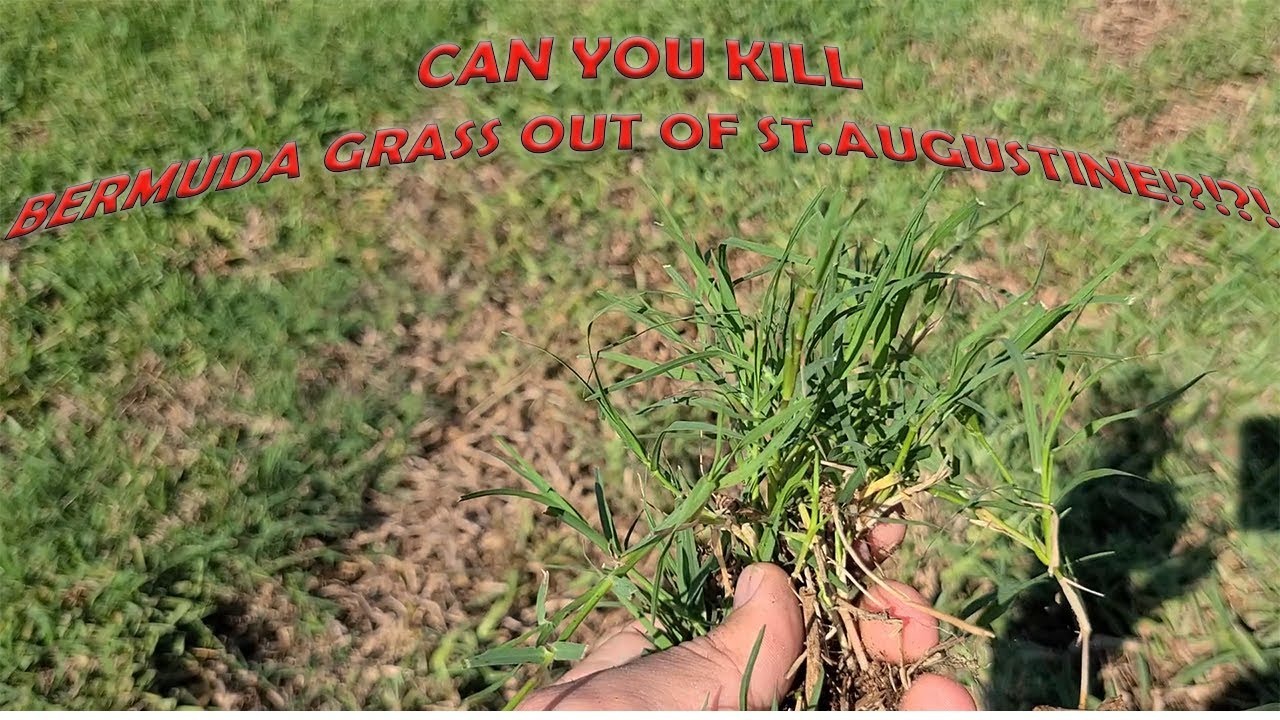 Kill Bermuda Grass in St Augustine