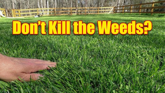 Kill Weeds New Grass