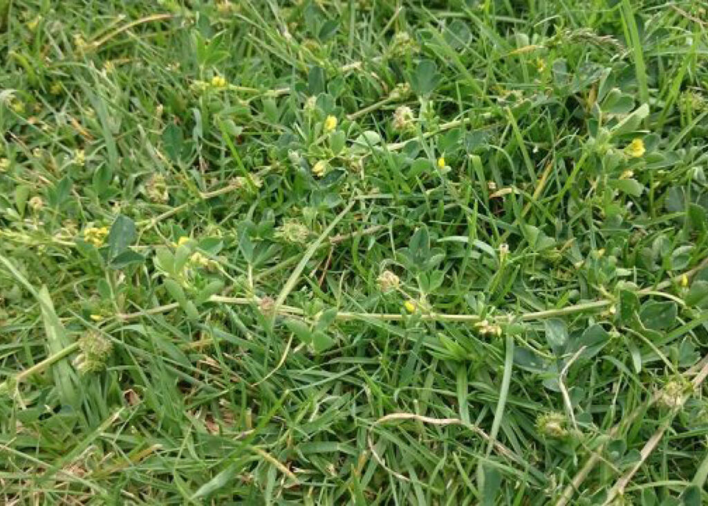 Types Of Burr Weeds