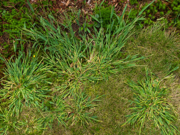 Weeds That Look Like Grass