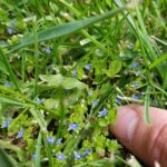 Weeds With Blue Flowers