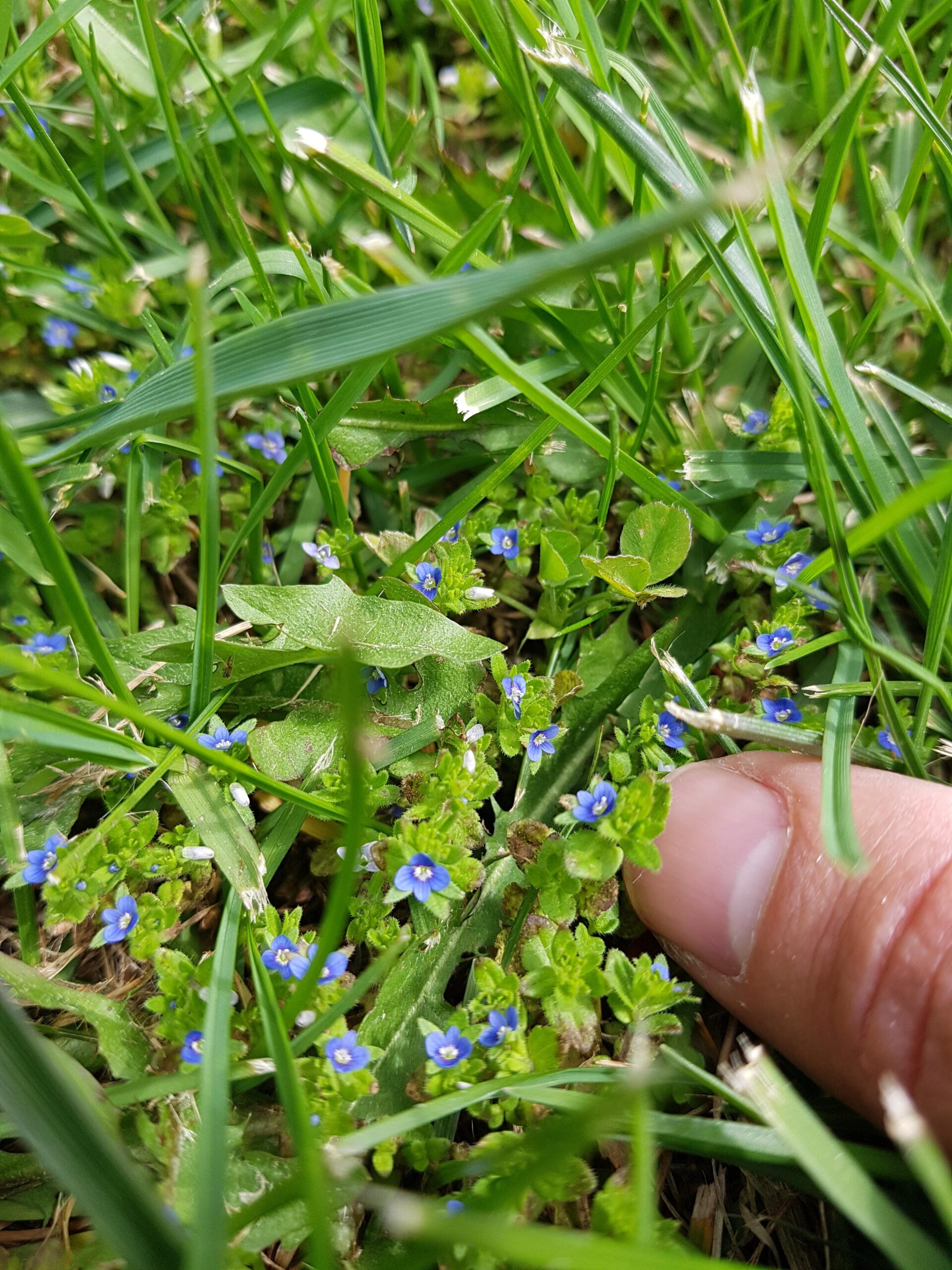 Weeds With Blue Flowers