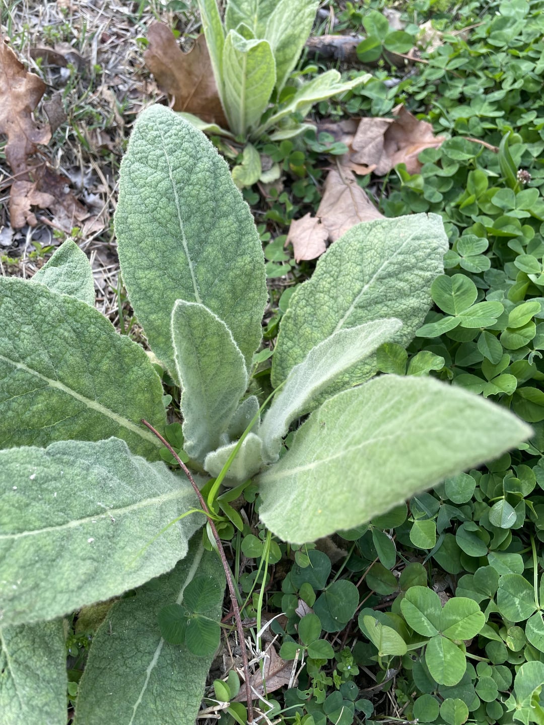 Weeds With Fuzzy Leaves