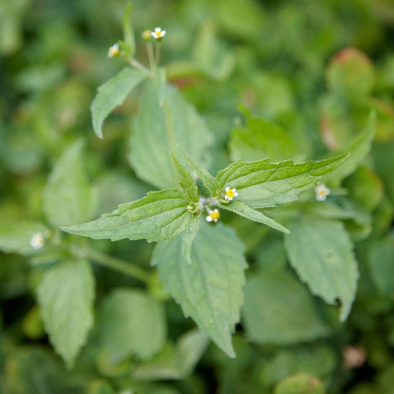 Weeds With Jagged Leaves