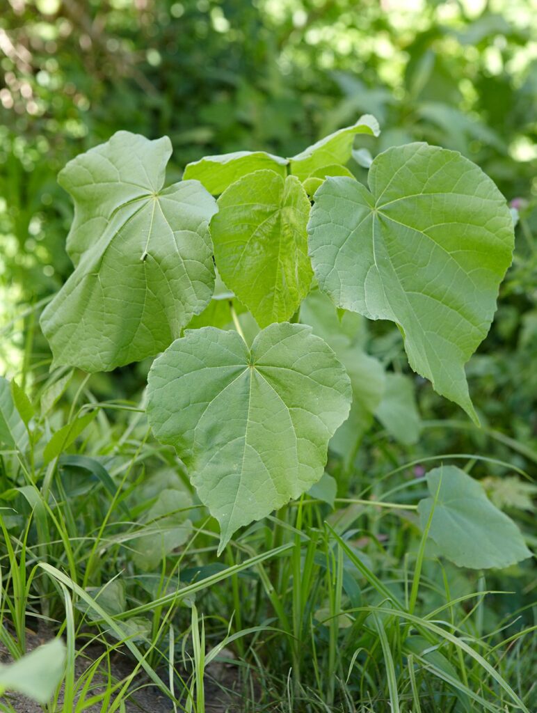 Weeds With Large Leaves