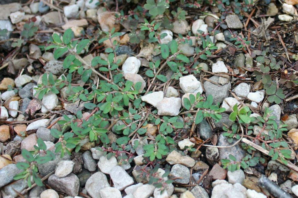 Weeds With Milky Sap