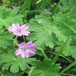 Weeds With Pink Flowers