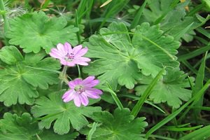 Weeds With Pink Flowers