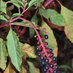 Weeds With Purple Berries