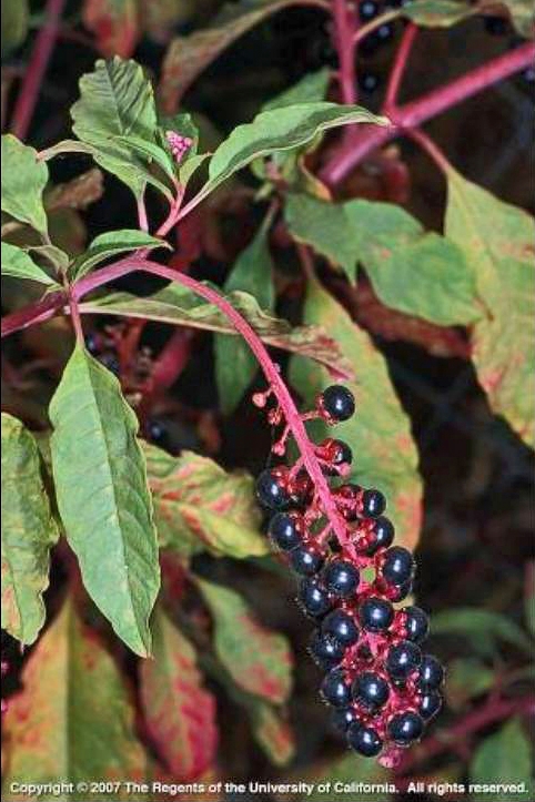 Weeds With Purple Berries