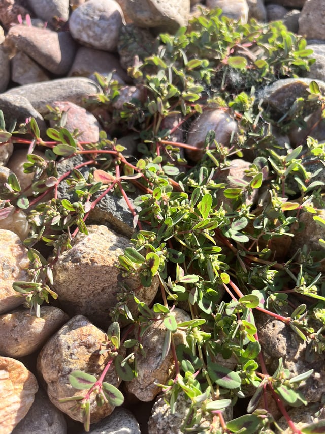 Weeds With Red Stems