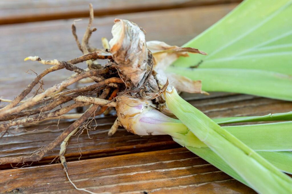 Weeds With Rhizomes