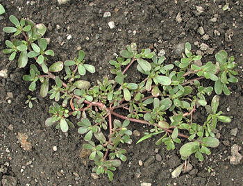 Weeds With Runners