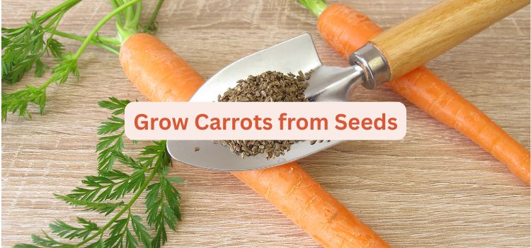 How to Grow Carrots from Seeds at Home A Beginner's Guide
