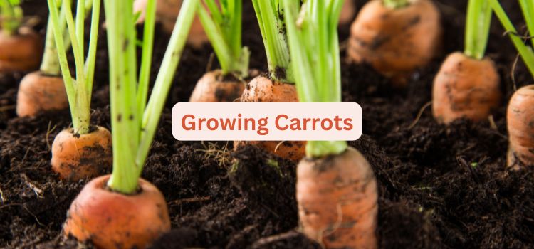 How to Grow Carrots from Seeds at Home A Beginner's Guide