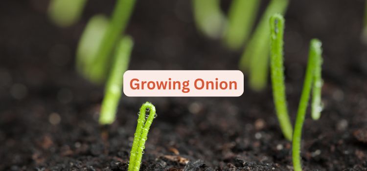 How to Grow Onion from Seeds And from Bulbs at Home Easy Guide