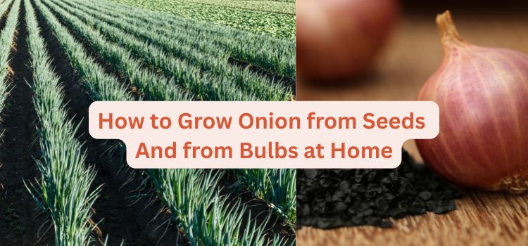 How to Grow Onion from Seeds And from Bulbs at Home Easy Guide