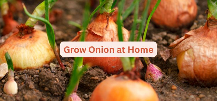 How to Grow Onion from Seeds And from Bulbs at Home Easy Guide