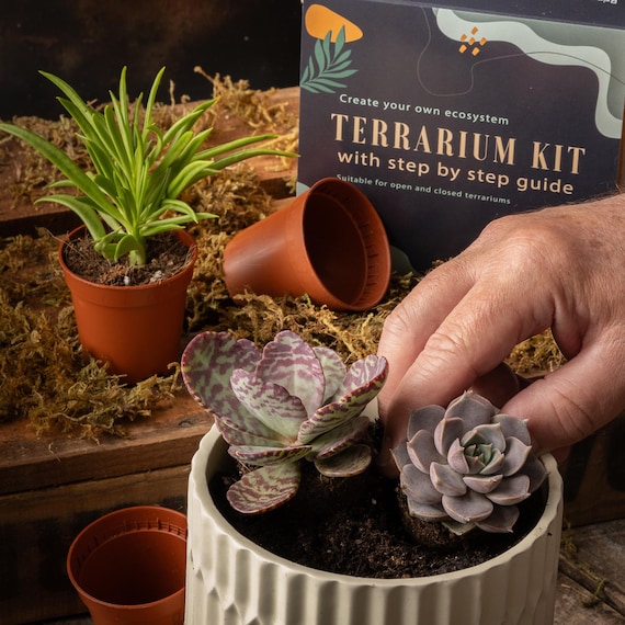 Choosing Tools for Specific Plants Like Succulents Or Bonsai