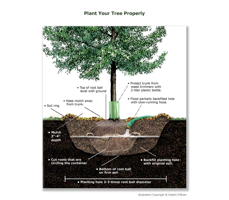 Guide to Using Transplanting Tools Effectively