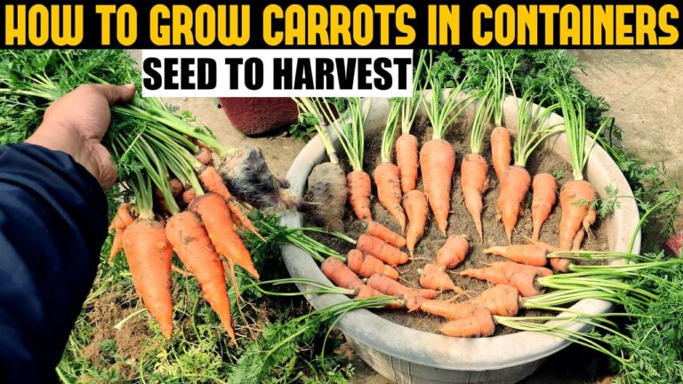 How to Grow Carrots from Seeds at Home