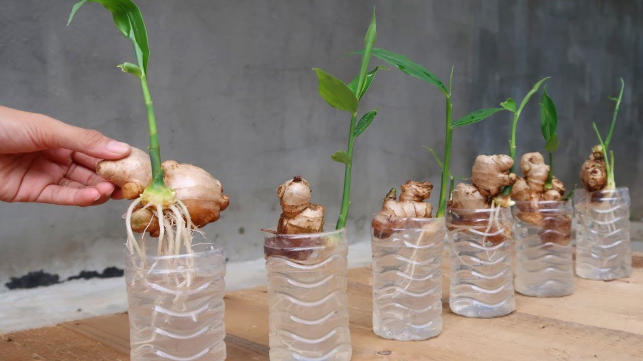 How to Grow Ginger at Home