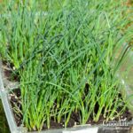 How to Grow Onion from Seeds And from Bulbs at Home