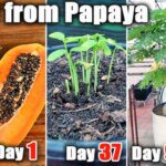 How To Grow Papaya In Pots from Seeds at Home