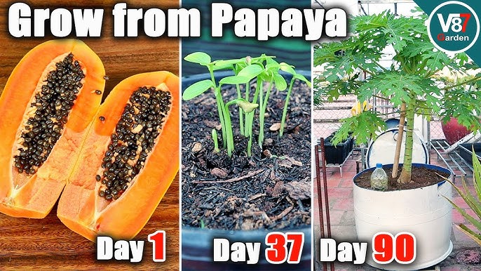 How To Grow Papaya In Pots from Seeds at Home