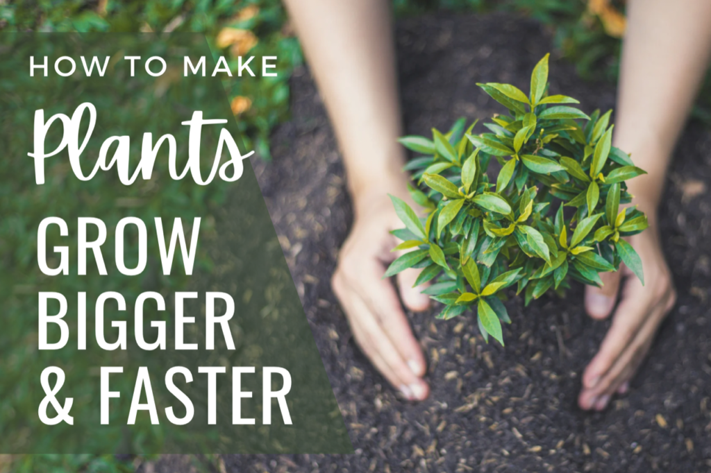 How To Make Plants Grow Faster And Bigger