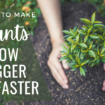 How To Make Plants Grow Faster And Bigger