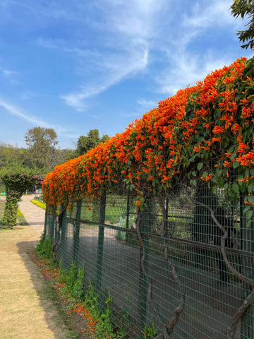 Top 13 Flowering Climbers for an Indian Garden