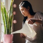 What to Do When You Bought New Plants Home