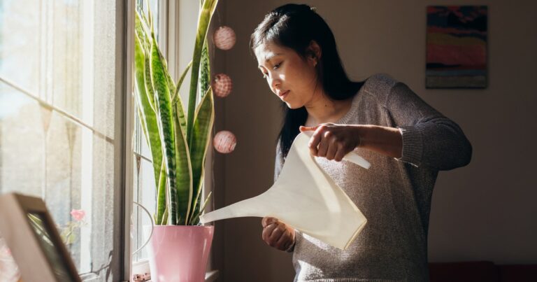 What to Do When You Bought New Plants Home