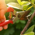 What Tools are Best for Pruning Trees And Shrubs