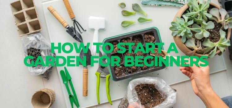 How to Start a Garden for Beginners