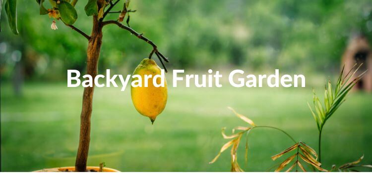 Grow a Backyard Fruit Garden