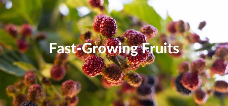 Grow a Backyard Fruit Garden