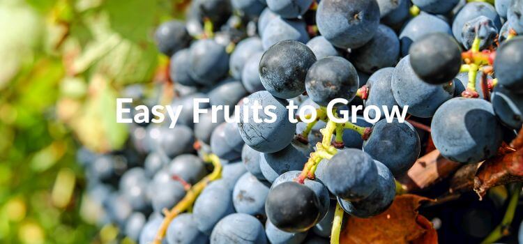 Grow a Backyard Fruit Garden