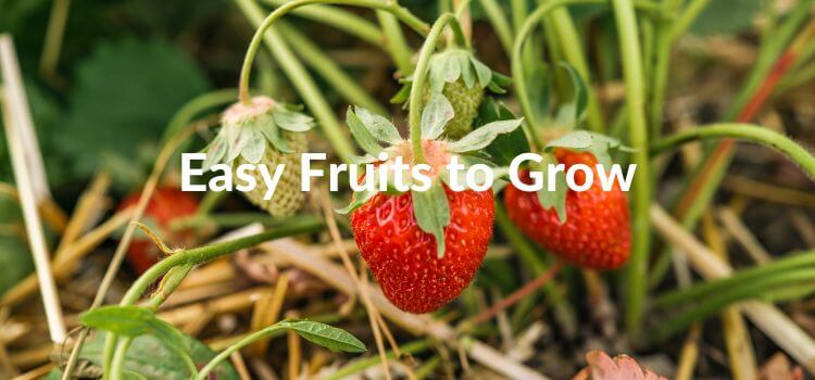 Grow a Backyard Fruit Garden