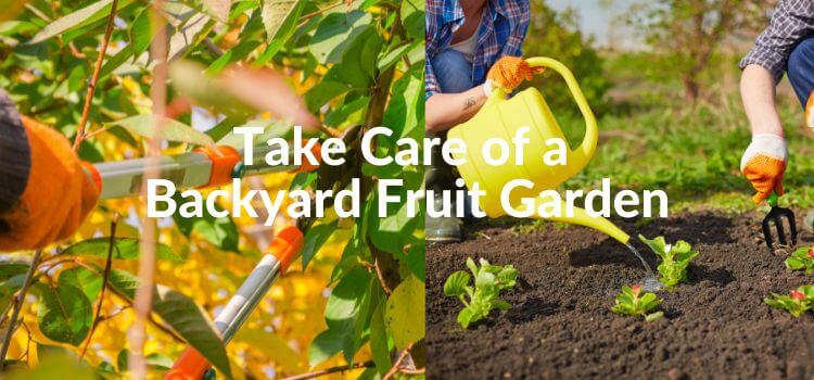 Grow a Backyard Fruit Garden