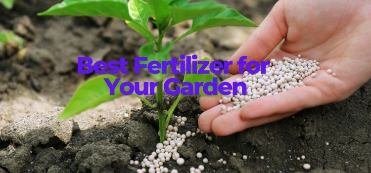 How to Choose the Best Fertilizer for Your Garden