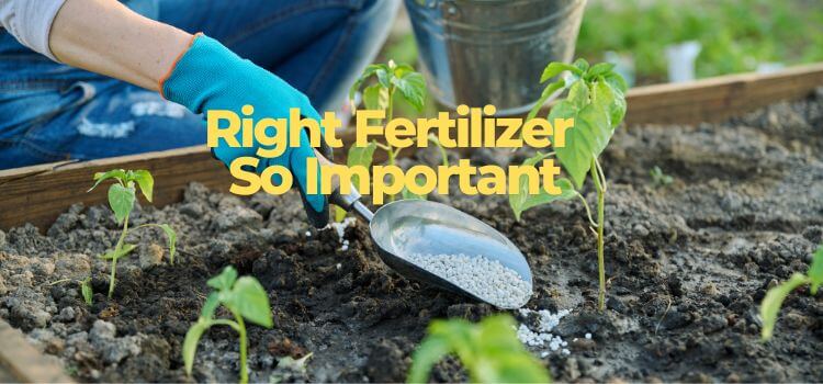 How to Choose the Best Fertilizer for Your Garden