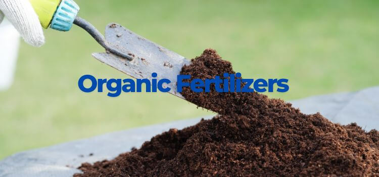 How to Choose the Best Fertilizer for Your Garden