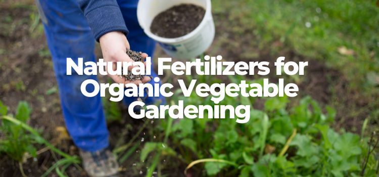 Natural Fertilizers for Organic Vegetable Gardening