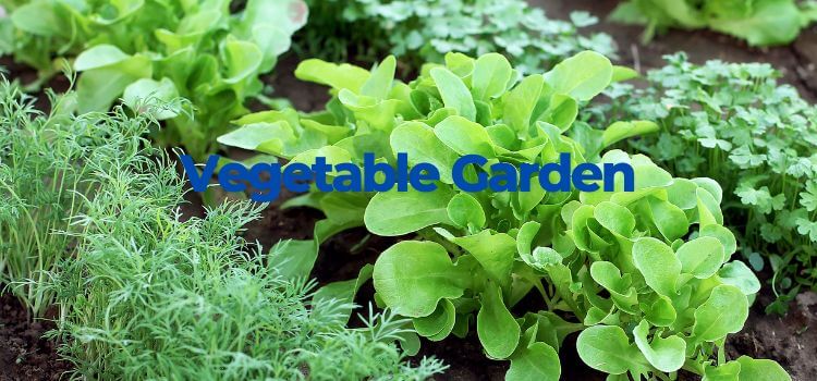 Natural Fertilizers for Organic Vegetable Gardening