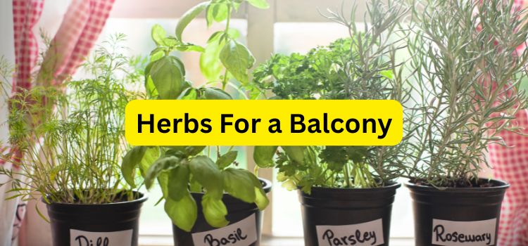 Choosing the Right Plants for Your Balcony Garden