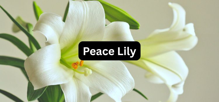 How to Care for Peace Lilies Indoors