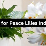 How to Care for Peace Lilies Indoors
